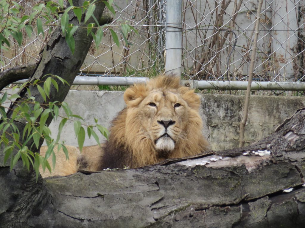 Free zoo in Lyon